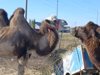 شتر ماده, Kazakh Bactrian camel — عکس 2