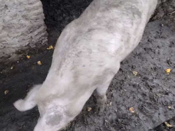 Säue, Schweine — Republik Moldau