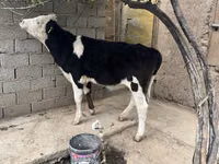 گاو ماده, Russian Black pied cattle — عکس 3