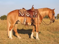 اسب نر, Gypsy horse — عکس 5