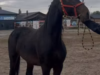Koń, Orlov Trotter — zdjęcie 7