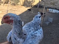 Chickens — عکس 4
