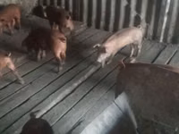 Boar, Pigs — photo 4