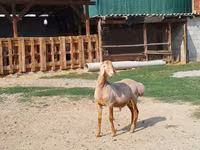 قوچ, Edilbay sheep — عکس 6