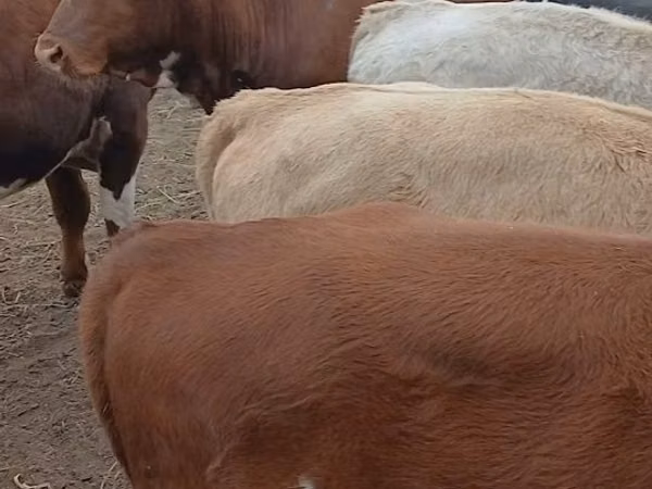 Bull, Simmental cattle — Kazakhstan