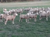 میش, Ile-de-France sheep — عکس 3