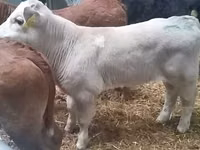Boğa, Simmental cattle — foto 2