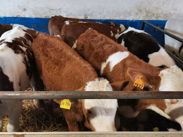 Tyre, Simmental cattle