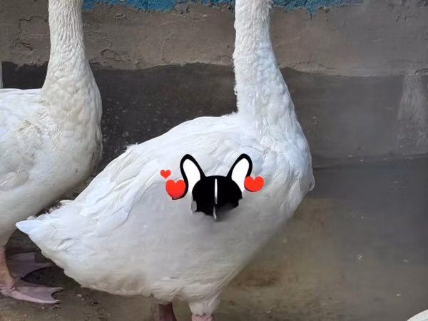 Čínské