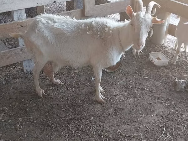 Goat, Goats
