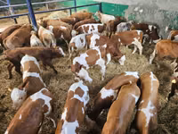 Toro, Simmental cattle — foto 2