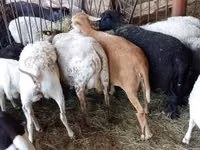 Biri-biri betina, Sheep — foto 3