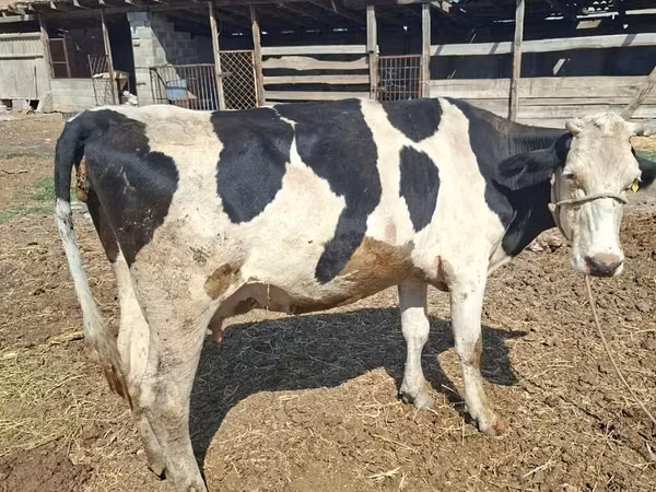 Cow, Russian Black pied cattle — Kyrgyzstan