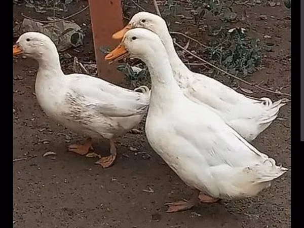 Ducks — جمهوری آذربایجان