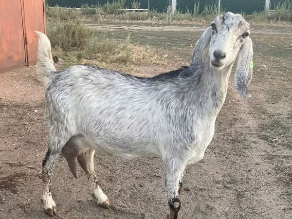 Goat, Nubian Goat — Kazakhstan