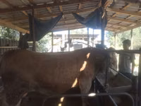 公牛, Simmental cattle — 照片 2