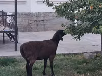 Πρόβατο, Πρόβατα — φωτογραφία 1