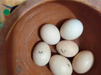 சில்கி — புகைப்படம் 1