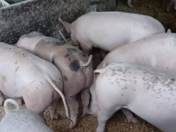 Sow, Pigs