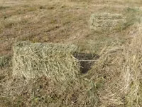 Խոտ երկու հետկար — φωτογραφία 5