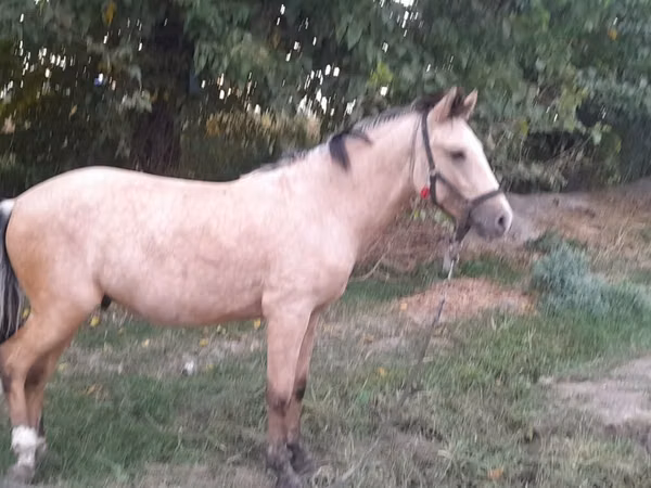Horse (M), Horses — Uzbekistan