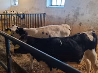 Bull, Russian Black pied cattle — photo 3