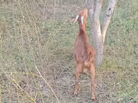 بز ماده, بز — عکس 1