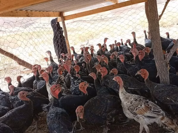 Turkeys — Kyrgyzstan