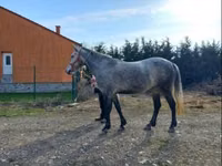 Kuda betina, Horses — foto 2