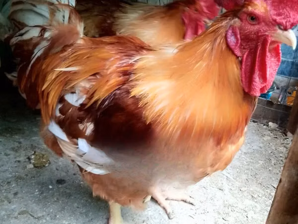 Chickens