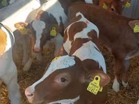 Bou, Simmental cattle — foto 1
