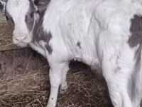 Stier, Runderen — foto 1