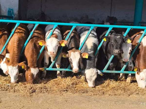 Tyre, Simmental cattle