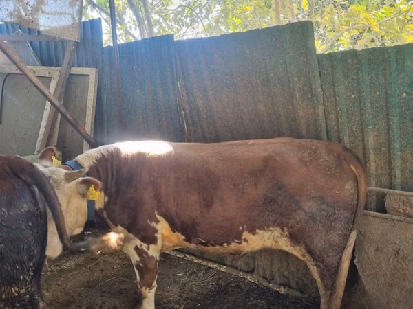 Bull, Simmental cattle — Uzbekistan