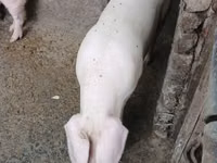 Prasnice, Prasata — foto 1
