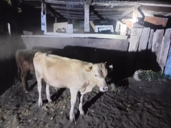 Bull, Cattle — Kazakhstan