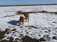 Krowa, Simmental cattle — zdjęcie 4