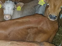 Bou, Bovine — foto 4