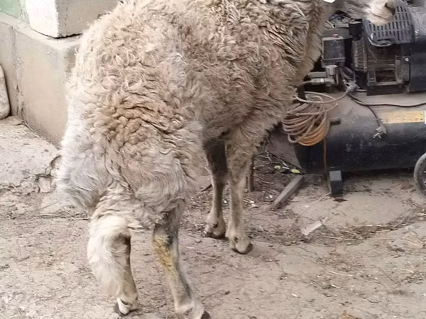 Ram, Sheep — Moldova