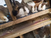 Chickens — foto 2