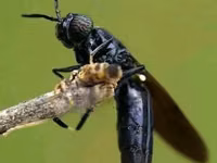 Black Soldier Fly Larvae, Eggs, Pupae,Bsf Net,Seive — 1. fotó