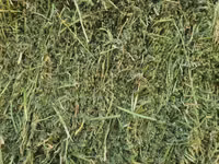 Lucerne For Sale - Small Bales (For Sale) — 照片 5