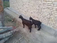 Goats (batch, sex not specified), Goats — photo 3