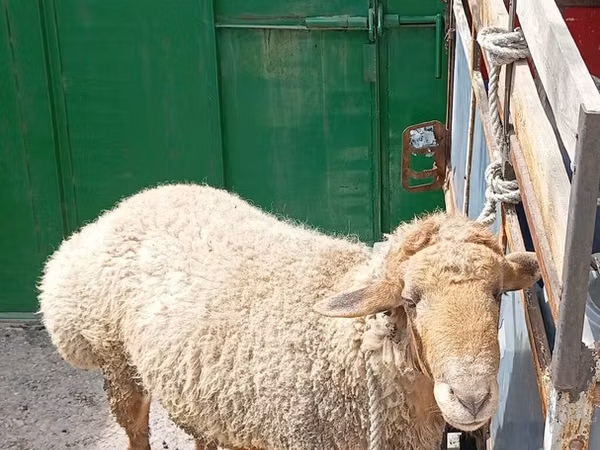 قوچ, گوسفند — قرقیزستان