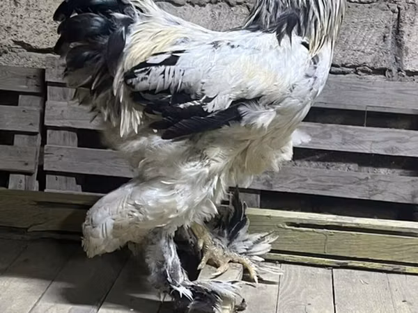 Brahma