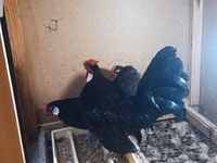 Chickens — عکس 4
