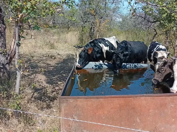 Bull, Cattle — Moldova