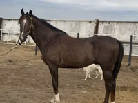 حصان, Arabian horse — الصورة 3