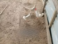Chickens — foto 3