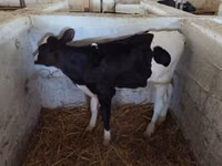 Boğa, Holstein ırkı — foto 2